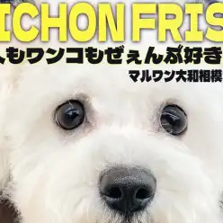 【 ビションフリーゼ 】アフロ犬の成長記録！人や犬が大好きでフレンドリーな女の子