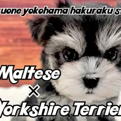 【 MIX 】人見知りゼロ！超フレンドリーなぬいぐるみ感満載のミックス犬