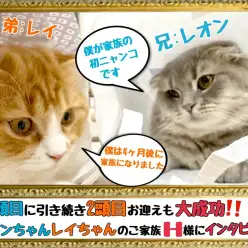 【 卒業生インタビュー 】初めての猫ちゃんから夢の多頭飼い！H様にインタビュー