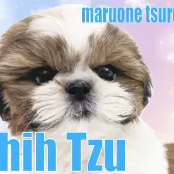 【 シーズー 】元祖愛玩犬no.1のふっくら可愛い男の子!!