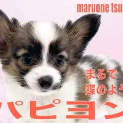 【 パピヨン 】お耳が蝶のような優雅さをもつプリンセス！！