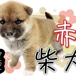 【 柴犬 】日本犬の代表格赤柴！賢くまったりとした癒しのむっちりクマ系女子