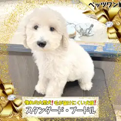 【 スタンダード・プードル 】憧れの大型犬！毛の抜けにくい抱きぐるみワンコ
