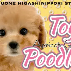 【 トイプードル 】愛情表現爆発アイドル！究極の癒し系アプリコットの女の子