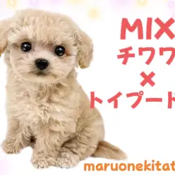 【 MIXチワプー 】両親のいいとこどり！つぶらな瞳の天真爛漫ガール