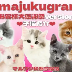 【 イマジュクグラム 】お客様大感謝祭特別企画！今宿店の子猫の最新動画を大公開！