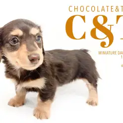 【 ダックス 】超濃いめチョコ！ツヤツヤの毛艶！女子力高めの短足ガール！