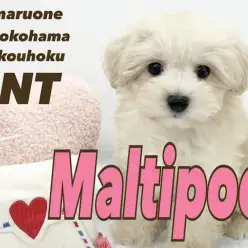 【 マルプー 】人気の高いMIX犬、むちコロこぐま系の男の子