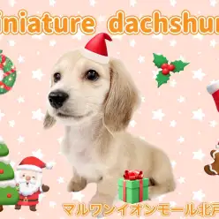 【 ミニチュアダックスフント 】イエローカラーに包まれたおっとり系癒しわんこ！