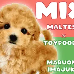 【 MIX 】両親体重2kg代！白い靴下を履いた小さめマルプーの女の子！