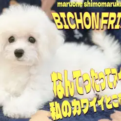 【 ビションフリーゼ 】可愛さ溢れるアイドルアフロ！モデル犬も夢じゃない？