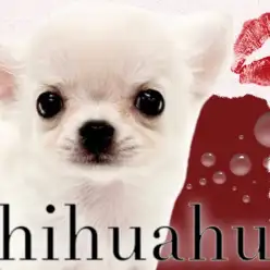 【 チワワ 】これぞプレミアムドック！癒しと可愛さが溢れるたぬき顔チワワ