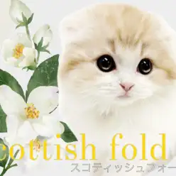 【 スコティッシュフォールド 】希少な垂れ耳長毛！クリームカラーの優しい男の子