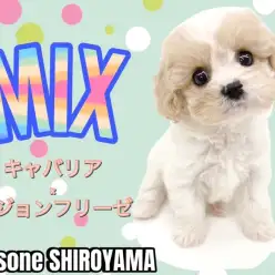 【 MIX 】SNSでも話題のMIX犬種！温厚で可愛いキャバションちゃん