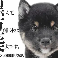 【 豆柴 】両親も最小クラス！抜群の可愛らしさと懐っこい性格の黒豆柴に大注目！