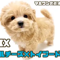 【 マルプー 】ぬいぐるみ感満載！テディベアのようなマルプーが埼玉に登場！