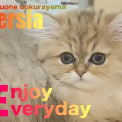 【 ペルシャ 】入店1ヶ月が経ったペルちゃんの食・遊・寝をVlogでご紹介!