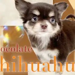 【 チワワ 】濃いめのチョコレートカラー！小さな体に可愛さと幸せが詰まった女の子