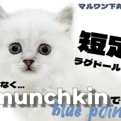 【 マンチカン 】上品さと愛らしさを併せ持つ愛嬌抜群の短足マンチカンは唯一無二！