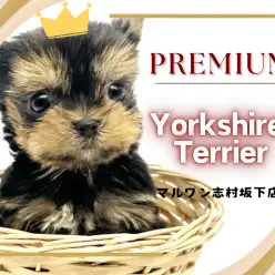 【 ヨークシャーテリア 】これぞプレミアム！小豆サイズのたぬき顔ヨーキー入店！