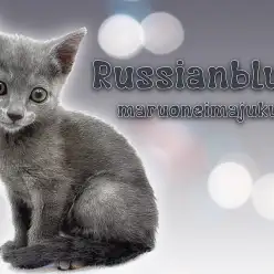 【 ロシアンブルー 】初心者必見！スーパー甘えん坊の温厚イケメンにゃんこ！