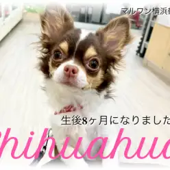 【 チワワ 】生後8ヶ月に成長!チョコタン&ホワイトの美少女!