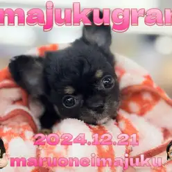 【 イマジュクグラム 】生後2ヶ月で540g！小さめチワワの女の子が聖地に降臨！