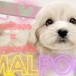【 マルプー 】人気No.1MIX犬！元気いっぱい存在感抜群のぬいぐるみわんこ！