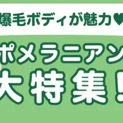 【 ポメラニアン特集 】12/19現在在店中の癒し系わんこ！最新動画は必見！