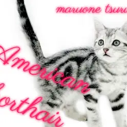 【 アメリカンショートヘア 】社交的な温厚にゃんこ！初心者様にもオススメ！