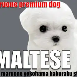 【 マルチーズ 】マルワンプレミアム認定!小柄で整ったルックスのぬいぐるみわんこ