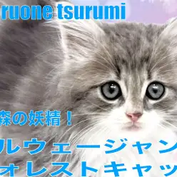 【 ノルウェージャン・フォレストキャット 】森の妖精と呼ばれる男の子！