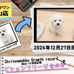 【 ビションフリーゼ 】 城山っ子成長報告！2024年12月27日