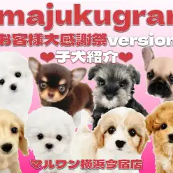 【 イマジュクグラム 】お客様大感謝祭特別企画！今宿店の子犬の最新動画を大公開！