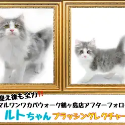 【 鶴ヶ島店アフターフォロー 】サイベリアンのルトちゃんのブラシレクチャー