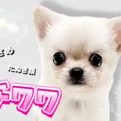 【 チワワ 】魅惑のムチコロボディ！小さめサイズの白たぬきチワワが登場！