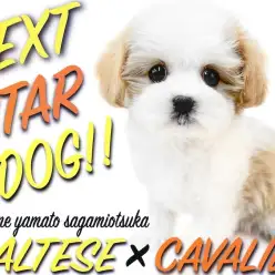 【 マルキャバ 】オリジナリティ溢れる次世代スター！キャバリア系MIXが登場