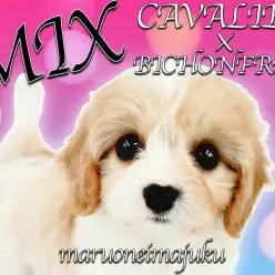 【 キャバリアMIX 】ブレンハイムの最強MIX！大人気キャバションの女の子！