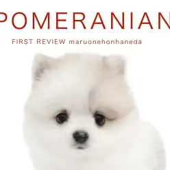 【 ポメラニアン 】クリスマス前にやってきた！雪の様に柔らかい被毛の女の子！