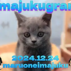 【 イマジュクグラム 】目ヂカラ最強の丸顔に癒されるブリティッシュの男の子！