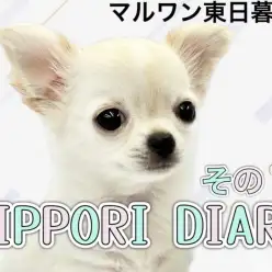 【 NIPPORI DIARY その14 】チワワちゃんの垂れていた耳が立った！
