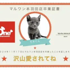 【卒業記念】ロシアンブルーのモネくん卒業おめでとう!今までの感謝を込めて〜卒業ブログ〜