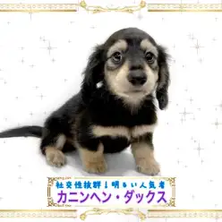 【 カニンヘン・ダックスフント 】スーパー社交的！太陽みたいに明るい男の子