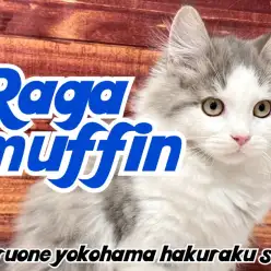 【 ラガマフィン 】見た目と性格のギャップが最高！どんどん遊び好きに成長中！