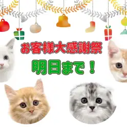 【 お知らせ 】お客様大感謝祭開催中！マルワン武蔵浦和店の子猫をご紹介！