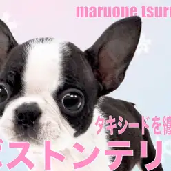 【 ボストンテリア 】タキシードドレスを纏ったプリンセス！！