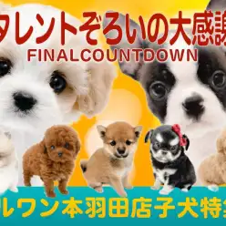 【 お客様大感謝祭特番 】マルワン本羽田店の愛らしいワンちゃん達をご紹介！