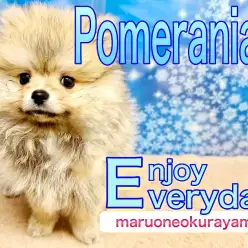 【 ポメラニアン 】ボリューミーな被毛は誰にも負けない！食欲旺盛元気ボーイ！