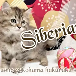 【 サイベリアン 】甘えん坊度は測定不能！？大型猫好き必見にゃんこ！
