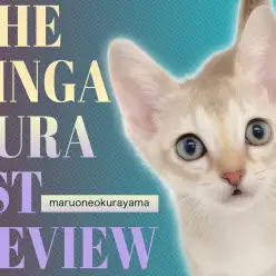 【 シンガプーラ 】小柄だけど元気いっぱい！色々な表情が楽しめる世界最小猫種！